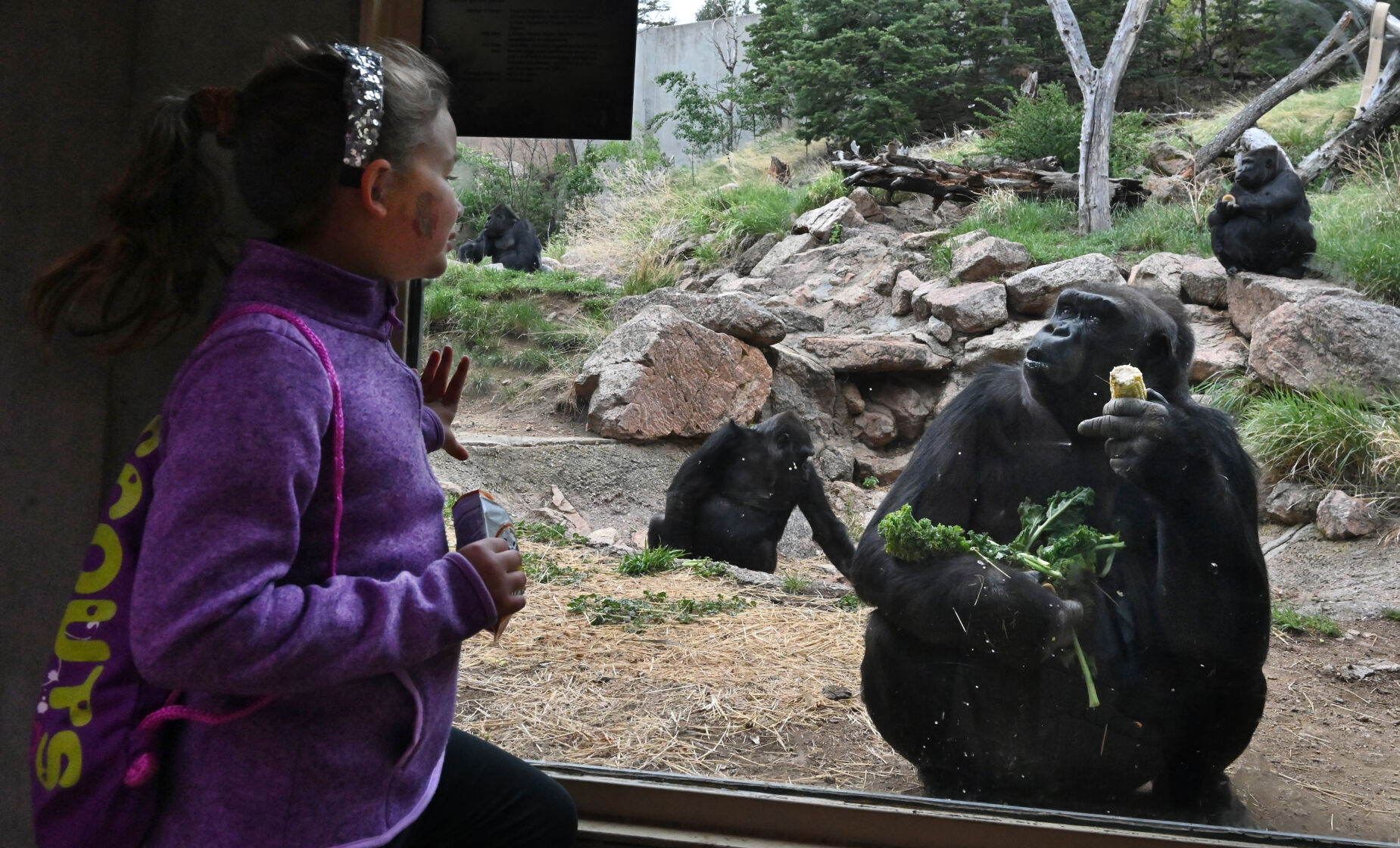061222-life-gorilla 01.JPG